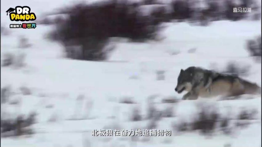 熊猫博士看世界系列，百度网盘分享